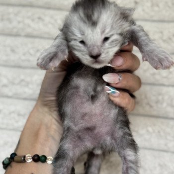 chaton Maine coon black silver blotched tabby Akila Chatterie Des Joyaux d’Égypte chaton Maine coon black silver blotched tabby Akila Chatterie Des Joyaux d’Égypte