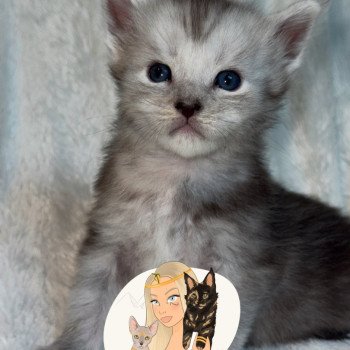 chaton Maine coon black silver blotched tabby Akila Chatterie Des Joyaux d’Égypte chaton Maine coon black silver blotched tabby Akila Chatterie Des Joyaux d’Égypte