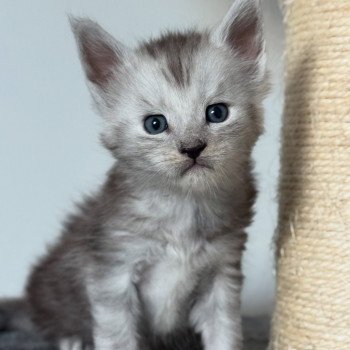 chaton Maine coon black silver blotched tabby Akila Chatterie Des Joyaux d’Égypte chaton Maine coon black silver blotched tabby Akila Chatterie Des Joyaux d’Égypte