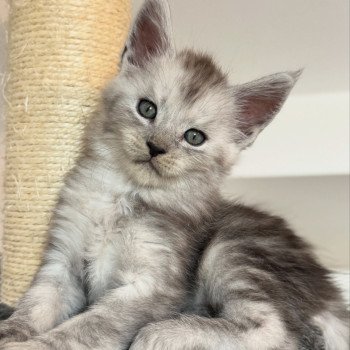 chaton Maine coon black silver blotched tabby Akila Chatterie Des Joyaux d’Égypte chaton Maine coon black silver blotched tabby Akila Chatterie Des Joyaux d’Égypte