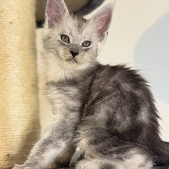 chaton Maine coon black silver blotched tabby Akila Chatterie Des Joyaux d’Égypte