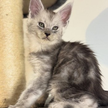 chaton Maine coon black silver blotched tabby Akila Chatterie Des Joyaux d’Égypte chaton Maine coon black silver blotched tabby Akila Chatterie Des Joyaux d’Égypte