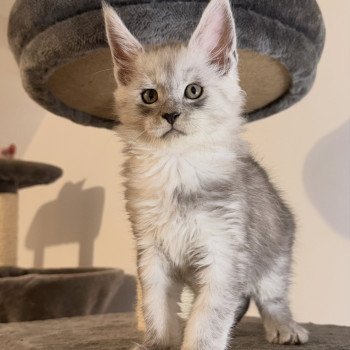 chaton Maine coon black silver blotched tabby Akila Chatterie Des Joyaux d’Égypte chaton Maine coon black silver blotched tabby Akila Chatterie Des Joyaux d’Égypte