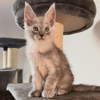 chaton Maine coon black silver blotched tabby Akila Chatterie Des Joyaux d’Égypte chaton Maine coon black silver blotched tabby Akila Chatterie Des Joyaux d’Égypte