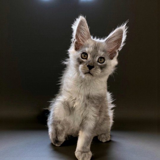 AKILA Des joyaux d’Égypte Mâle Maine coon