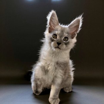 chaton Maine coon black silver blotched tabby Akila Chatterie Des Joyaux d’Égypte chaton Maine coon black silver blotched tabby Akila Chatterie Des Joyaux d’Égypte