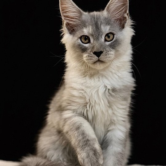 chaton Maine coon black silver blotched tabby AKILA Chatterie Des Joyaux d’Égypte