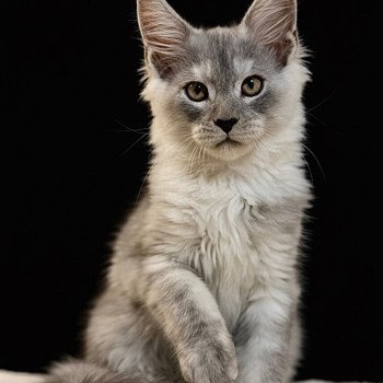 chaton Maine coon black silver blotched tabby AKILA Chatterie Des Joyaux d’Égypte