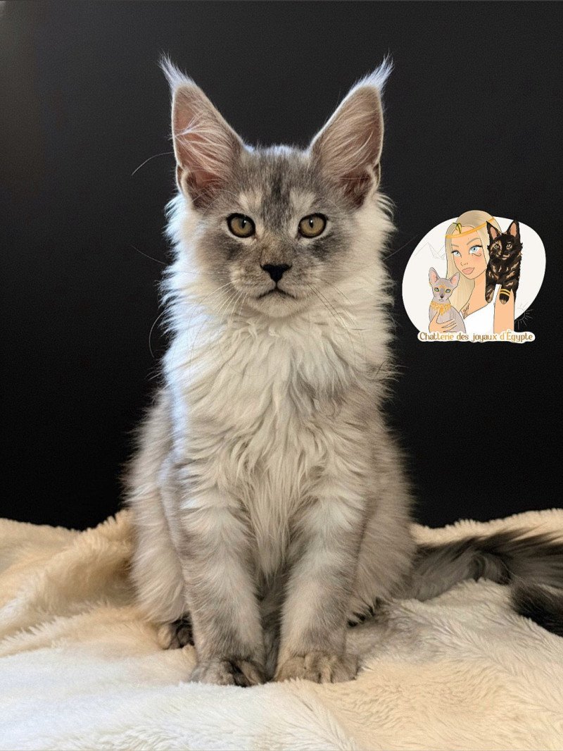 AKILA Des joyaux d’Égypte Mâle Maine coon