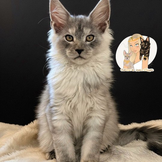 AKILA Des joyaux d’Égypte Mâle Maine coon