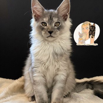 chaton Maine coon black silver blotched tabby Akila Chatterie Des Joyaux d’Égypte