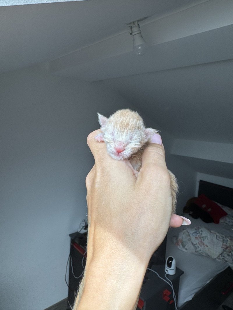 Adjan Des joyaux d’Égypte Mâle Maine coon