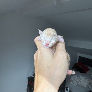 chaton Maine coon red blotched tabby Adjan Chatterie Des Joyaux d’Égypte chaton Maine coon red blotched tabby Adjan Chatterie Des Joyaux d’Égypte