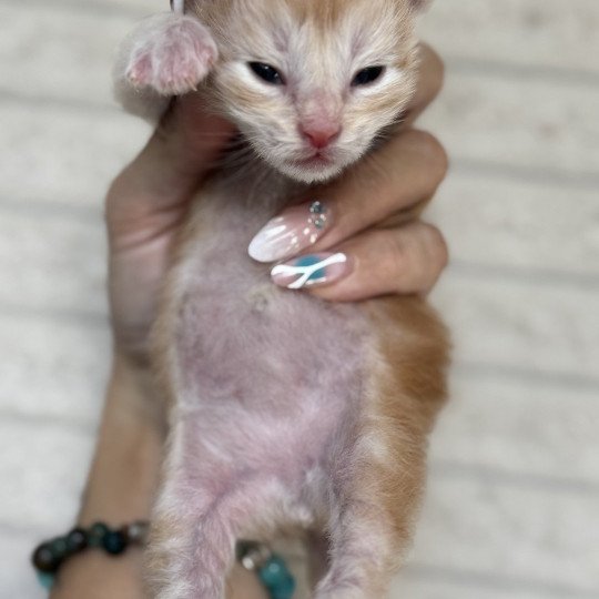 chaton Maine coon red silver blotched tabby Adjan Chatterie Des Joyaux d’Égypte