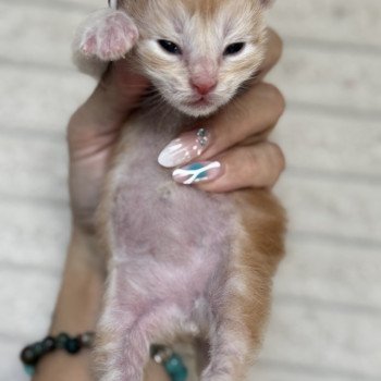 chaton Maine coon red silver blotched tabby Adjan Chatterie Des Joyaux d’Égypte chaton Maine coon red silver blotched tabby Adjan Chatterie Des Joyaux d’Égypte