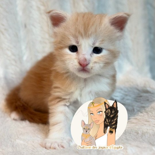 chaton Maine coon red silver blotched tabby Alpha Chatterie Des Joyaux d’Égypte