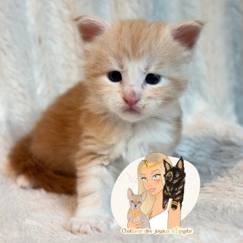 chaton Maine coon red silver blotched tabby Alpha Chatterie Des Joyaux d’Égypte chaton Maine coon red silver blotched tabby Alpha Chatterie Des Joyaux d’Égypte