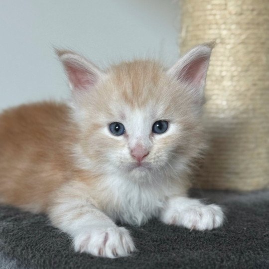 chaton Maine coon red silver blotched tabby Alpha Chatterie Des Joyaux d’Égypte