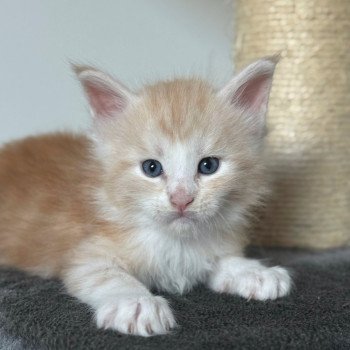 chaton Maine coon red silver blotched tabby Alpha Chatterie Des Joyaux d’Égypte chaton Maine coon red silver blotched tabby Alpha Chatterie Des Joyaux d’Égypte