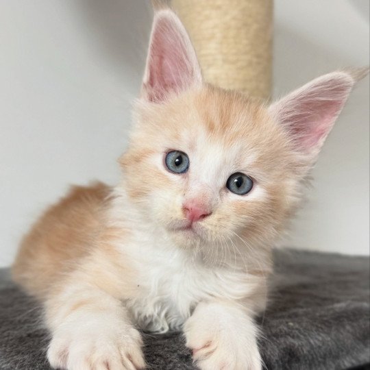 chaton Maine coon red silver blotched tabby Alpha Chatterie Des Joyaux d’Égypte