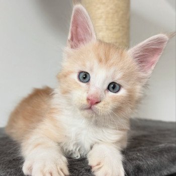 chaton Maine coon red silver blotched tabby Alpha Chatterie Des Joyaux d’Égypte chaton Maine coon red silver blotched tabby Alpha Chatterie Des Joyaux d’Égypte