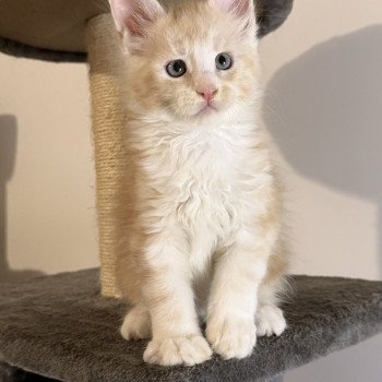 chaton Maine coon red silver blotched tabby Alpha Chatterie Des Joyaux d’Égypte chaton Maine coon red silver blotched tabby Alpha Chatterie Des Joyaux d’Égypte