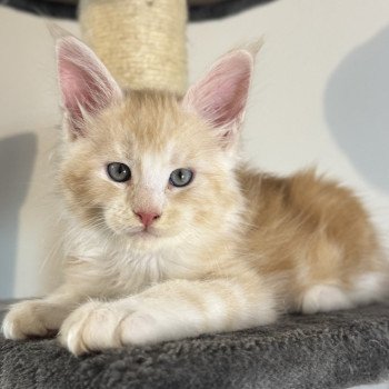 chaton Maine coon red silver blotched tabby Alpha Chatterie Des Joyaux d’Égypte chaton Maine coon red silver blotched tabby Alpha Chatterie Des Joyaux d’Égypte