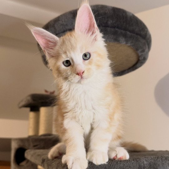 chaton Maine coon red silver blotched tabby Alpha Chatterie Des Joyaux d’Égypte