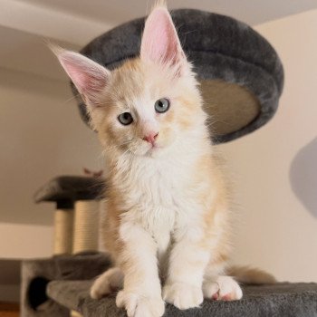 chaton Maine coon red silver blotched tabby Alpha Chatterie Des Joyaux d’Égypte chaton Maine coon red silver blotched tabby Alpha Chatterie Des Joyaux d’Égypte