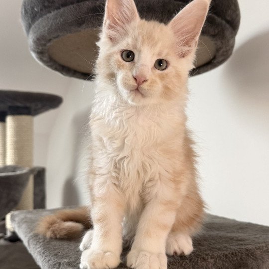 chaton Maine coon red silver blotched tabby Alpha Chatterie Des Joyaux d’Égypte