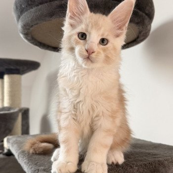 chaton Maine coon red silver blotched tabby Alpha Chatterie Des Joyaux d’Égypte chaton Maine coon red silver blotched tabby Alpha Chatterie Des Joyaux d’Égypte