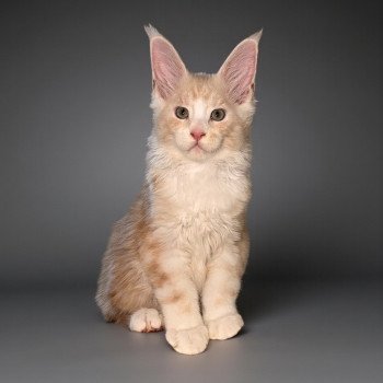chaton Maine coon red silver blotched tabby Alpha Chatterie Des Joyaux d’Égypte chaton Maine coon red silver blotched tabby Alpha Chatterie Des Joyaux d’Égypte