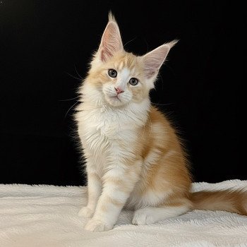 chaton Maine coon red silver blotched tabby Alpha Chatterie Des Joyaux d’Égypte