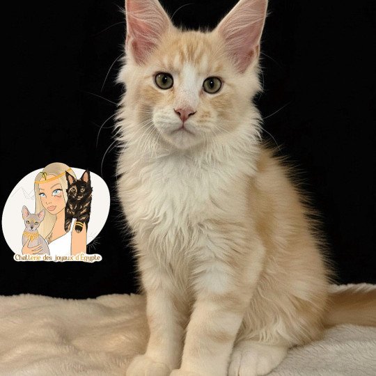 chaton Maine coon red silver blotched tabby Alpha Chatterie Des Joyaux d’Égypte
