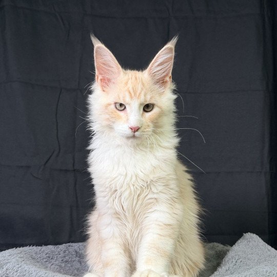 chaton Maine coon red silver blotched tabby ARÈS MC Chatterie Des Joyaux d’Égypte