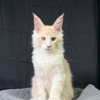 chaton Maine coon red silver blotched tabby ARÈS MC Chatterie Des Joyaux d’Égypte