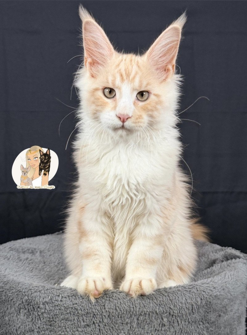 ARÈS MC Des joyaux d’Égypte Mâle Maine coon
