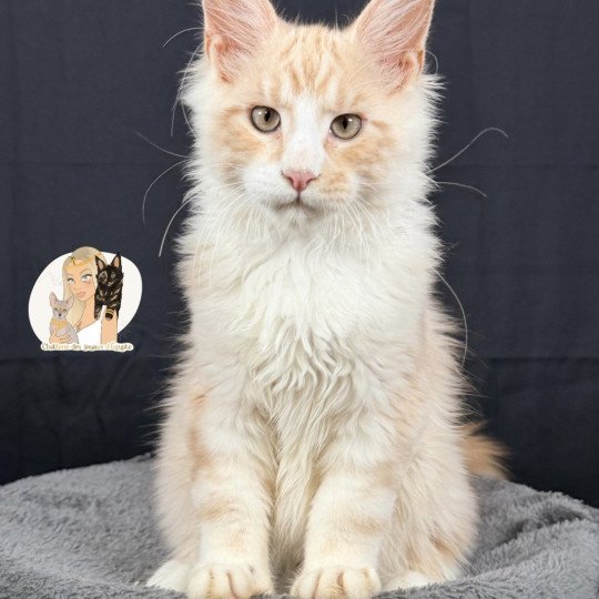 ARÈS MC Des joyaux d’Égypte Mâle Maine coon
