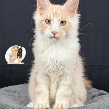 chaton Maine coon red silver blotched tabby ARÈS MC Chatterie Des Joyaux d’Égypte