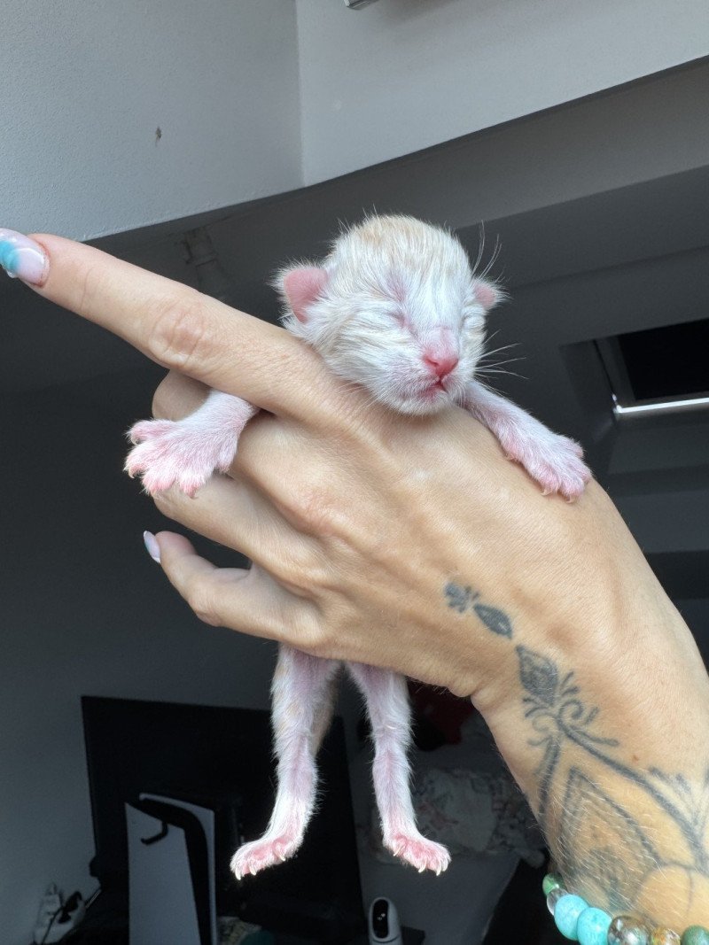 Alko Des joyaux d’Égypte Mâle Maine coon