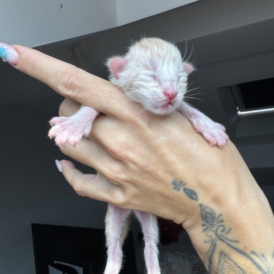 Alko Des joyaux d’Égypte Mâle Maine coon