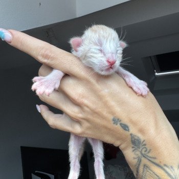 chaton Maine coon red silver blotched tabby Chatterie Des Joyaux d’Égypte chaton Maine coon red silver blotched tabby Chatterie Des Joyaux d’Égypte