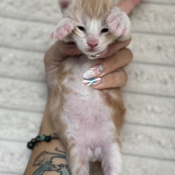 chaton Maine coon red silver blotched tabby Apache Chatterie Des Joyaux d’Égypte chaton Maine coon red silver blotched tabby Apache Chatterie Des Joyaux d’Égypte