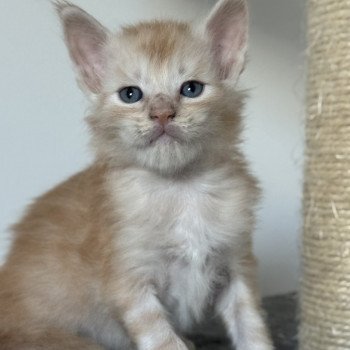 chaton Maine coon red silver blotched tabby Apache Chatterie Des Joyaux d’Égypte chaton Maine coon red silver blotched tabby Apache Chatterie Des Joyaux d’Égypte