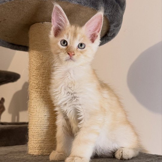 chaton Maine coon red silver blotched tabby Apache Chatterie Des Joyaux d’Égypte