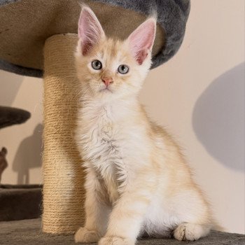 chaton Maine coon red silver blotched tabby Apache Chatterie Des Joyaux d’Égypte chaton Maine coon red silver blotched tabby Apache Chatterie Des Joyaux d’Égypte