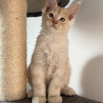chaton Maine coon red silver blotched tabby Apache Chatterie Des Joyaux d’Égypte chaton Maine coon red silver blotched tabby Apache Chatterie Des Joyaux d’Égypte