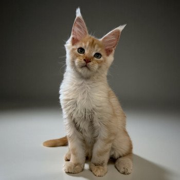 chaton Maine coon red silver blotched tabby Apache Chatterie Des Joyaux d’Égypte chaton Maine coon red silver blotched tabby Apache Chatterie Des Joyaux d’Égypte