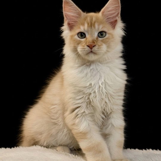 chaton Maine coon red silver blotched tabby Apache Chatterie Des Joyaux d’Égypte