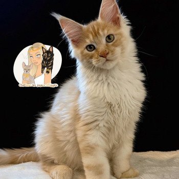 chaton Maine coon red silver blotched tabby Apache Chatterie Des Joyaux d’Égypte